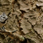 Vogels Vogels