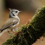 Vogels Vogels
