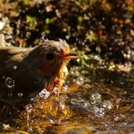 Vogels Vogels