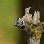 Vogels Vogels