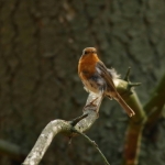 Vogels Vogels
