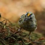 Vogels Vogels