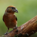 Vogels Vogels
