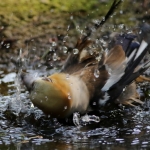 Vogels Vogels
