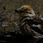 Vogels Vogels