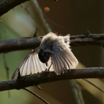 Vogels Vogels