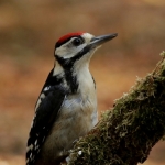 Vogels Vogels