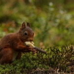 Veluwe Veluwe