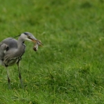 Reigers Reigers