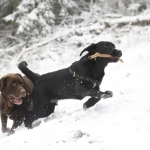 Honden Honden