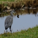 Reigers Reigers