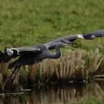 Reigers Reigers
