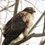 buizerd buizerd