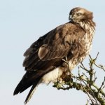 buizerd buizerd