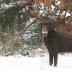 Honden Honden