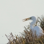 Reiger Reiger