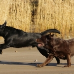 Honden Honden