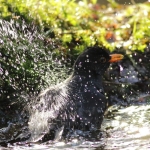 Vogels Vogels