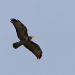 buizerd buizerd