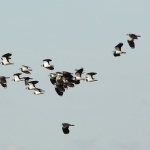 Vogels Vogels