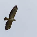 buizerd buizerd