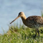 grutto grutto
