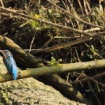 Vogels Vogels