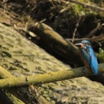 Vogels Vogels