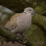 Vogels Vogels