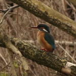 Vogels Vogels
