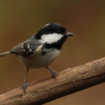 Vogels Vogels