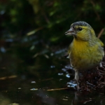 Vogels Vogels