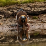 Appelvink (man) Appelvink (man)