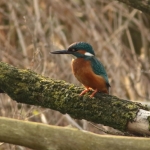 Vogels Vogels
