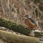 Vogels Vogels