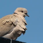 Vogels Vogels
