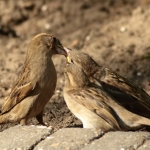 Vogels Vogels