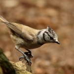 Vogels Vogels