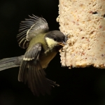 Vogels Vogels