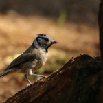 Vogels Vogels