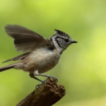 Vogels Vogels