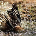 Vogels Vogels