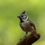 Vogels Vogels