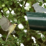 Vogels Vogels