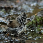 Vogels Vogels