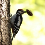 Vogels Vogels