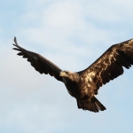Vogels Vogels