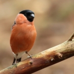 Vogels Vogels