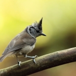 Vogels Vogels
