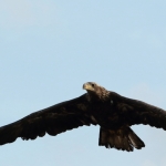 Vogels Vogels